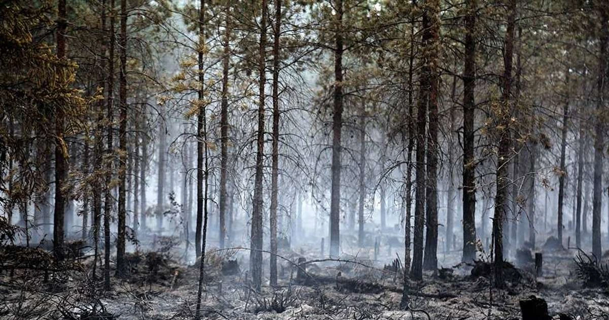 Mežos uzliesmojumi: šogad dzēsti jau 169 ugunsgrēki