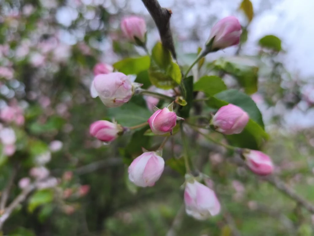 Latvijā gaidāma vēsa nedēļa: temperatūra kritīsies līdz +9 grādiem
