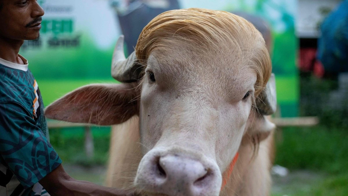 Bangladešā popularitāti guvis bifelis ar Trampa frizūru