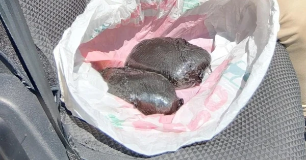 Rīgā aizturēts vīrietis ar 3,5 kilogramiem amfetamīna