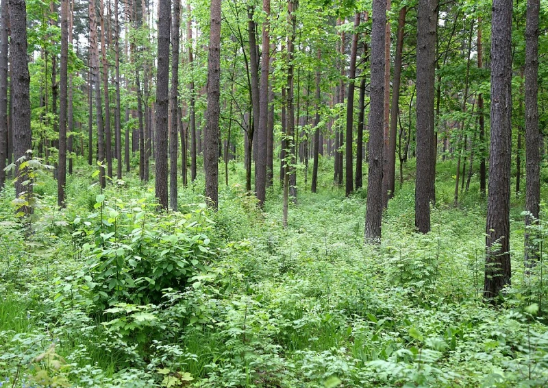 В лесах Латвии начали находить первые белые грибы