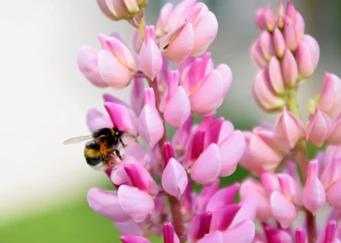 Ceturtdien Latvijā gaidāms silts laiks ar temperatūru līdz +22 grādiem