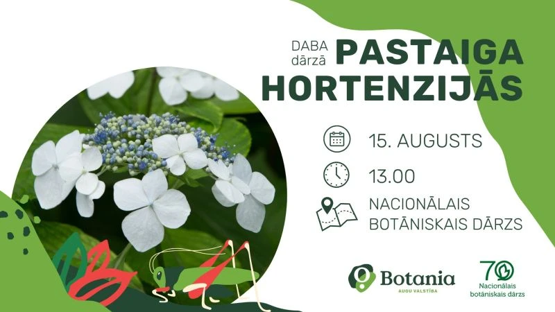 Salaspilī aicina uz hortenziju pastaigu botāniskajā dārzā