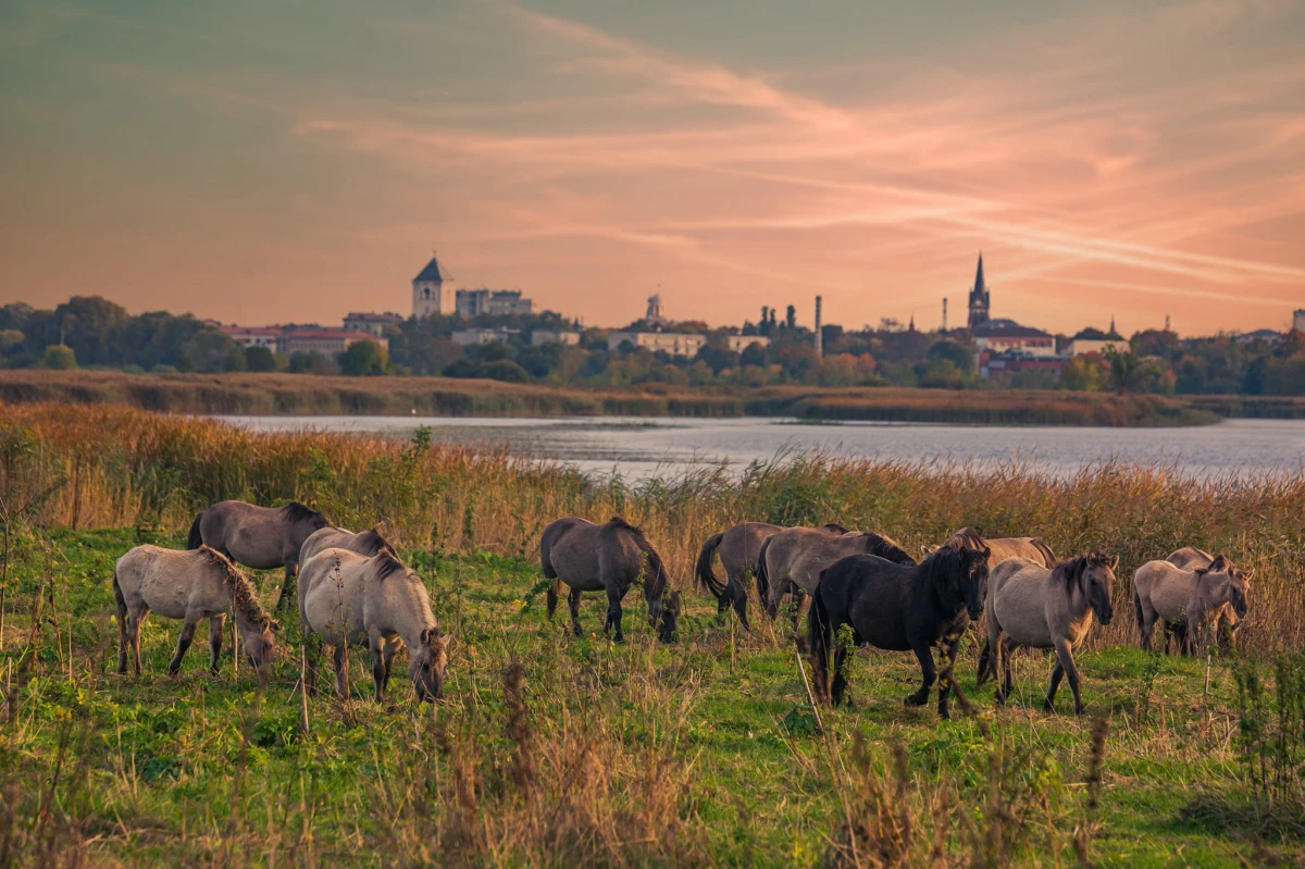 Jelgavā rīko naksnīgu pārgājienu pie savvaļas zirgiem
