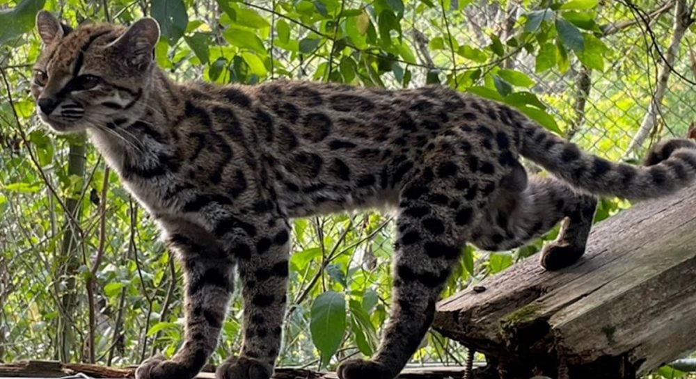 Ученые открыли новый вид дикой кошки Leopardus tilcayo