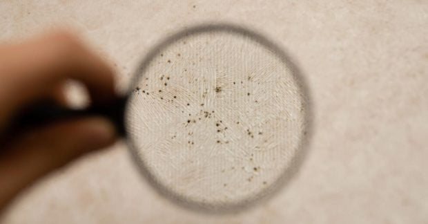 Исследователи Anthropic предупредили об угрозе ИИ-червей